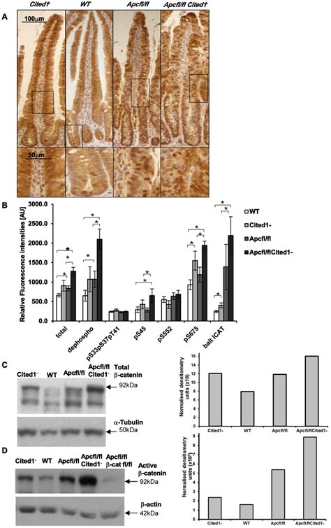 Level Of The Active Form Of Catenin In The Small Intestine A