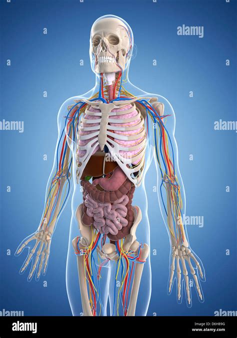 Male Anatomy Artwork Stock Photo Alamy