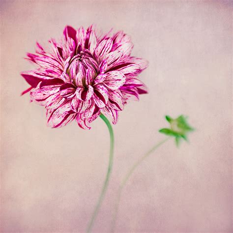 Flower Photography Art