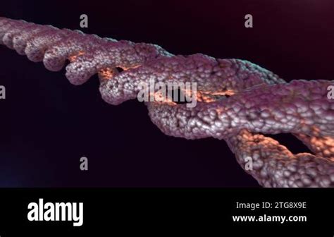 Collagen Molecule Amino Acids Triplet 3D Model Of The Triple Helical