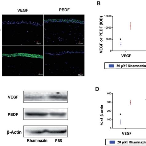 The Effects Of Rhamnazin On The Expression Of Vegf And Pedf In The