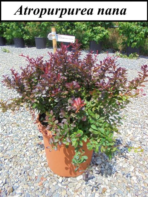 Барбарис Атропурпуреа Фото И Описание Кустарника – Telegraph