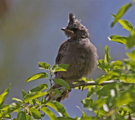 Pictures and information on Pyrrhuloxia