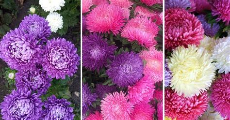 Соседи позавидуют вашей клумбе: когда и как правильно сеять астры на ...