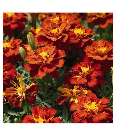 Green World French Scarlet Red Marigold Seeds 200 Seeds Buy Green World French Scarlet Red