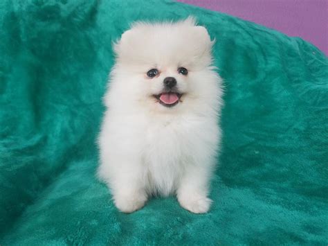 Pomeranian Puppies For Sale Dallas Tx 294927 Petzlover