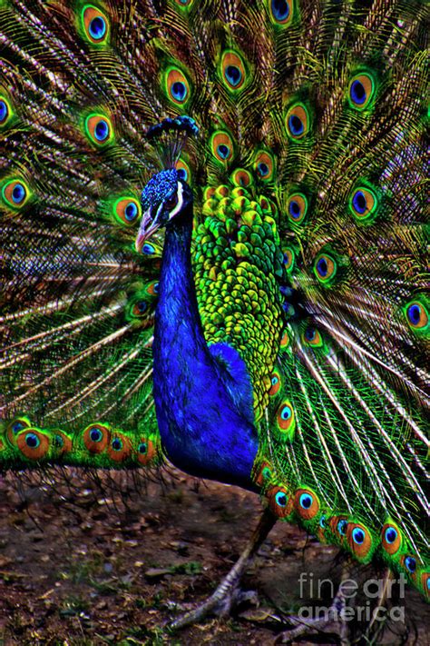 His Majesty, The Peacock King Photograph by Al Bourassa | Pixels