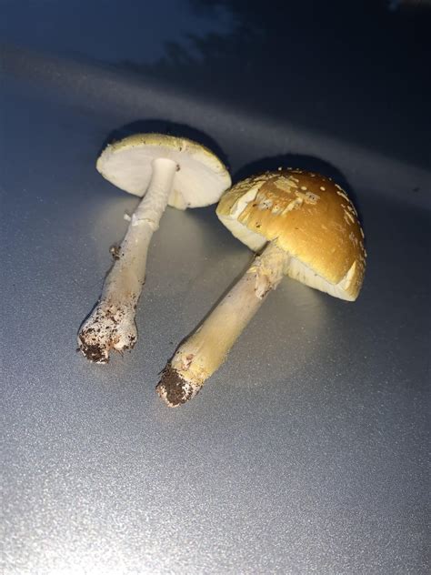 Amanita Muscaria Var Guessowii Massachusetts Rmycology