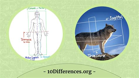 Difference Between Longitudinal And Transverse Sections