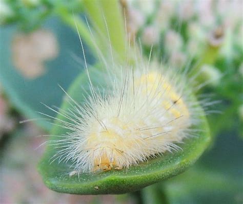 Fuzzy Yellow Caterpillar Spilosoma Virginica BugGuide Net