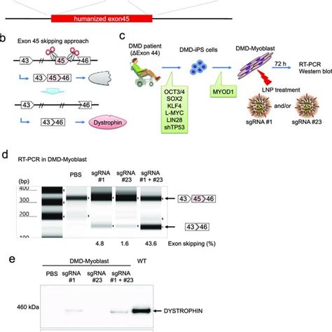 Lnp Mediated Luc Mrna Or Crispr Cas9 Mrnasgrna Delivery Into Muscle Download Scientific