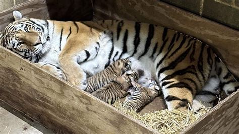 ‘Critically endangered’ Amur tiger cubs born at Saint Louis Zoo ...