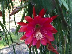 Flora Epiphyllum Ideas In Orchid Cactus Cacti And