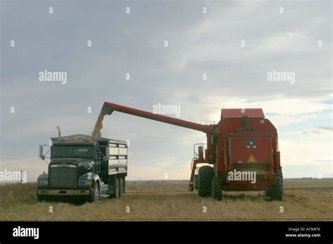 Agriculture Wheat Field Harvesting In The Canadian Prairies Alberta