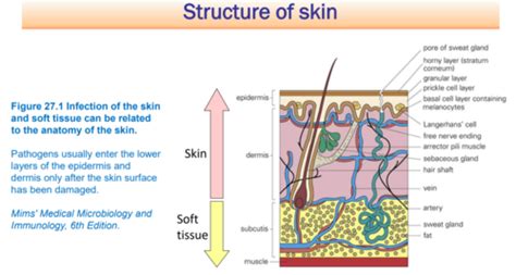 Skin And Soft Tissue Infections Flashcards Quizlet