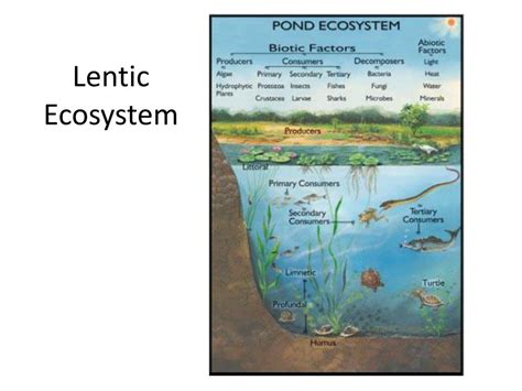 Ppt Chemical Cycling In Freshwater Systems Powerpoint Presentation