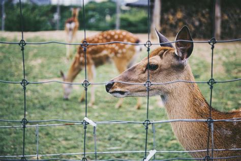 5 Different Types of Deer Fencing and How to Choose One