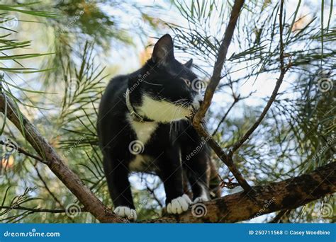 Funny Black And White Cat Stuck In Tree Stock Photo Image Of Climbing