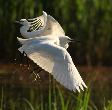 Egretta Garzetta Juzaphoto