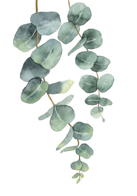 Poster Arbre Branches D Eucalyptus Tenstickers