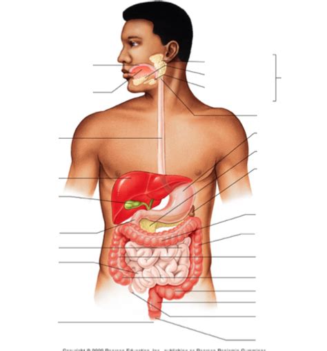 LAB PRACTICAL 3 Digestive System Diagram Quizlet