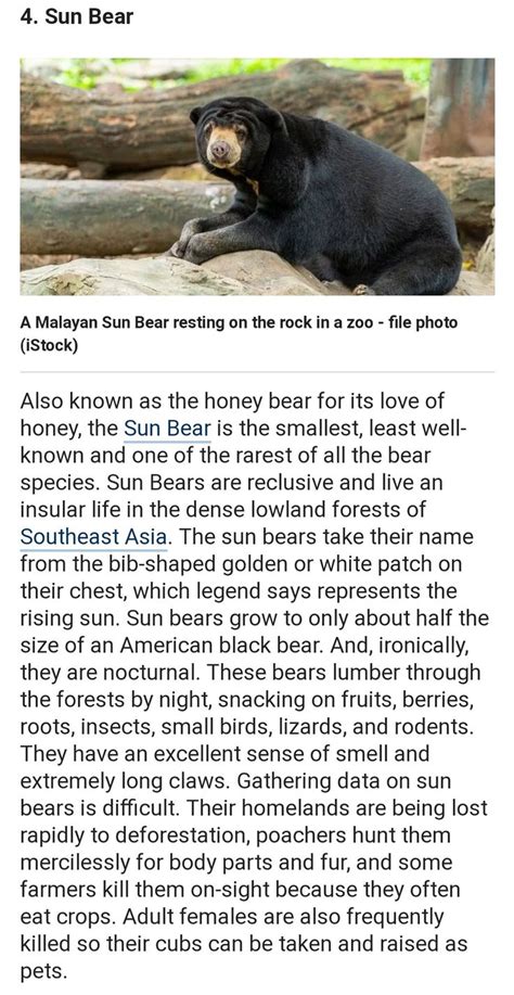 Different Species Of Bear In Malayan Sun Bear Bear Species