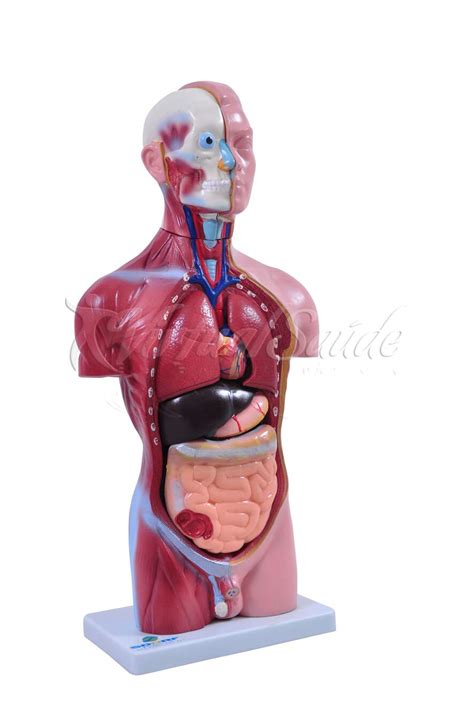 Introducir Imagen Modelo Anatomico Torso Humano Abzlocal Mx