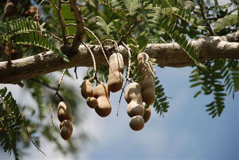 El Tamarindo ¿qué Es ¿a Qué Sabe ¿qué Nutrientes Tiene