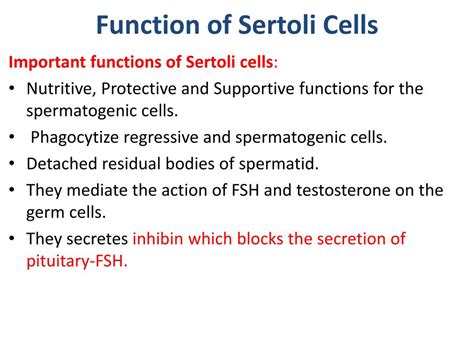 PPT - Male Reproductive System PowerPoint Presentation, free download ...
