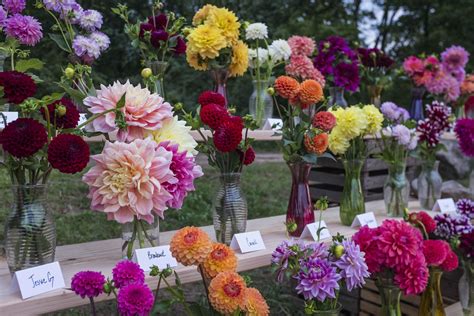 Bài viết mẫu NGUYEN FLOWER FARM