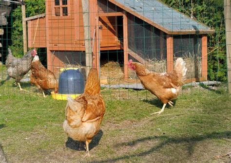 Купить куры-несушки - Куры молодки по низким ценам от птицефабрики 🐔 ...