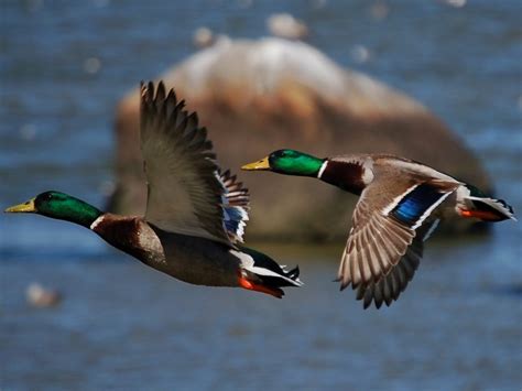 Mallard Duck Facts The Most Common Duck