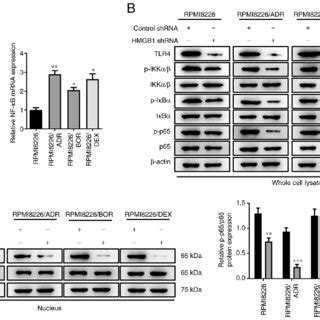 Interference with endogenous HMGB1 inhibits NF κB signaling activity in