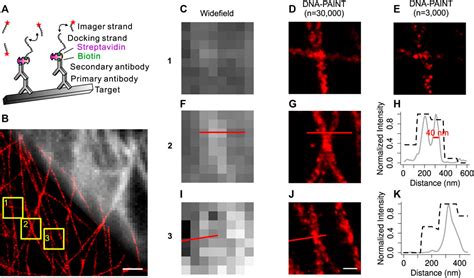 Frontiers DNA PAINT Imaging Accelerated By Machine Learning