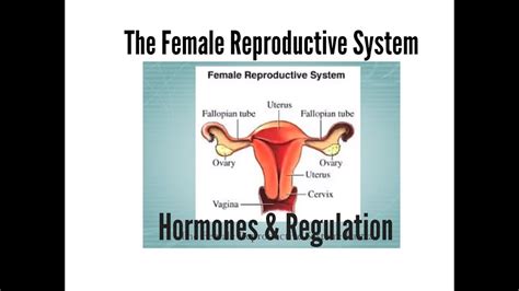 Female Reproductive System Hormones And Regulation Youtube