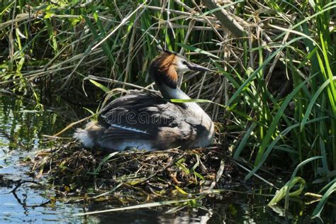 P Ssaro Pato Ecossistema Fauna Imagem Imagem 116330983