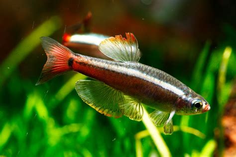 Care Guide for White Cloud Mountain Minnows – Underrated Beginner Fish ...