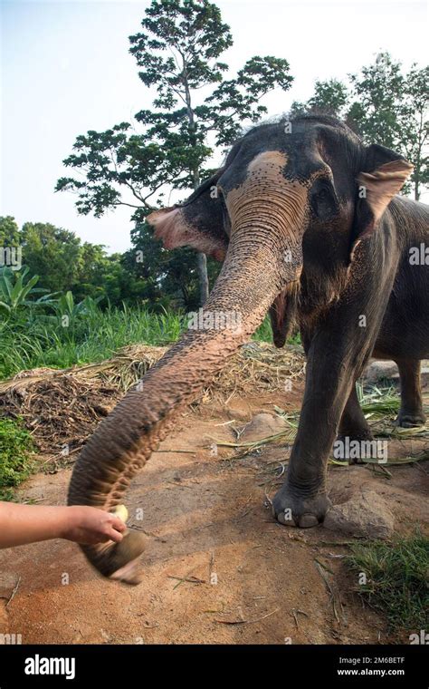 Feeding an elephant Stock Photo - Alamy