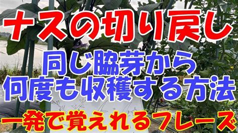 一発でわかるナスの切り戻し。234本仕立てにしても切り戻しをしないと放任栽培と一緒になりますので