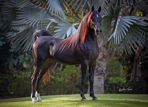 723 best Arabian horse -black images on Pinterest | Beautiful horses ...