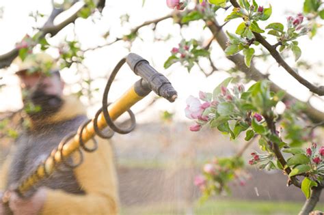 Agricultural Worker Spraying Pesticide On Fruit Trees Disease And Insect Management In The Fruit