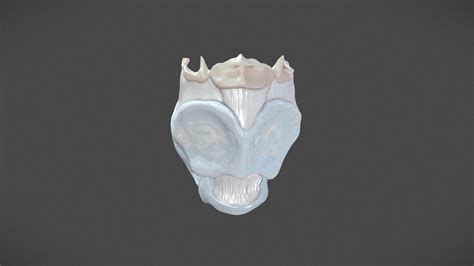 Larynx Buy Royalty Free 3d Model By Hannah Bryce Ely Cmi Hely Art [713c7d8] Sketchfab Store