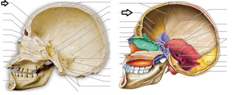 Skull Sagittal Flashcards Quizlet