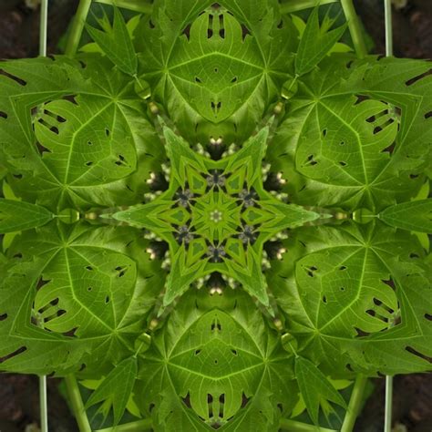 Premium Photo A Kaleidoscope Of Leaves Is Made Up Of A Kaleidoscope