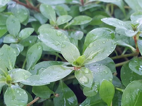 Ludwigia Repens X Arcuata Live Aquarium Plants Pearlingplants