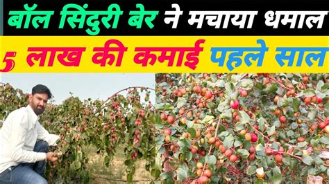 बॉल सिंदुरी बेर की खेती Ball Sinduri Ber Farming Ball Sinduri Ber