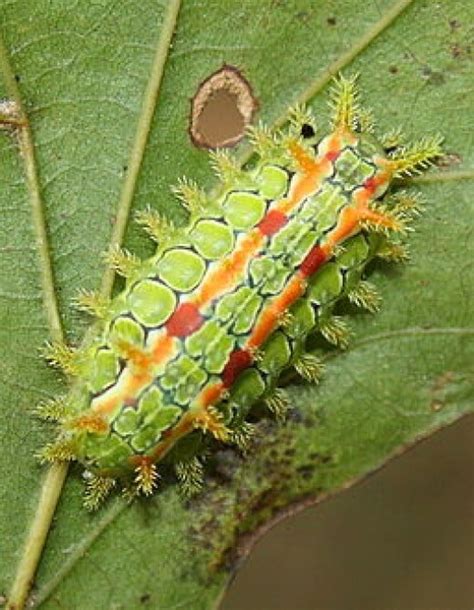 Stinging Caterpillar Identification -- A Quick and Easy Guide | HubPages