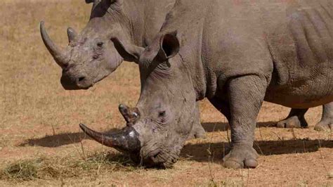 A Horn Of A Different Kind South African Scientists Fight Poaching