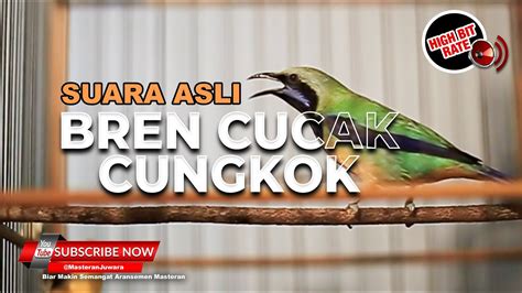 Tembakan Asli Cucak Cungkok Gacor Ngebren YouTube