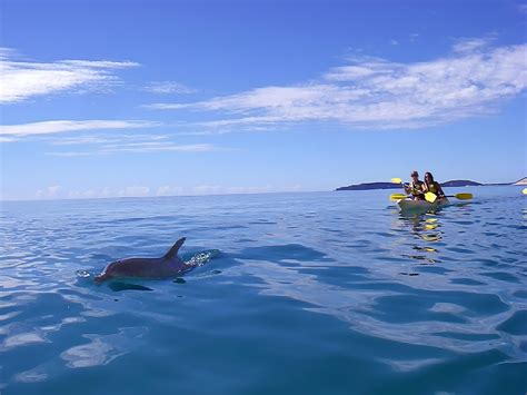 Noosa Kayak Tours Surf Dolphin View Sea Kayak Tours